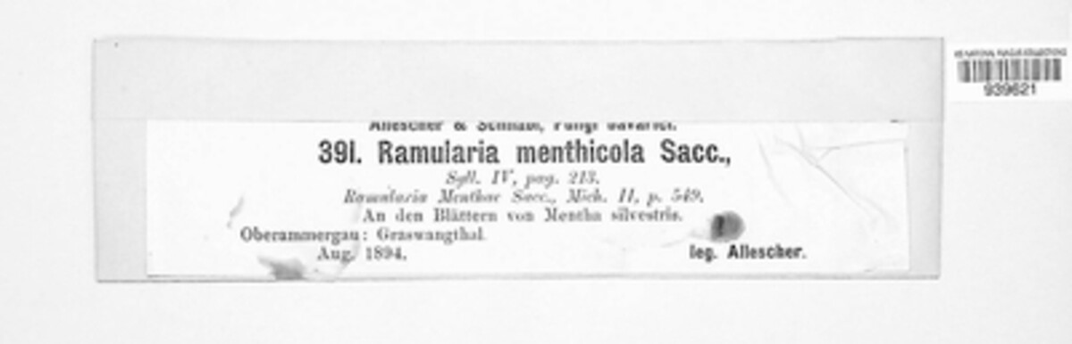 Ramularia menthicola image